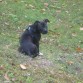 Buba (3 meses)